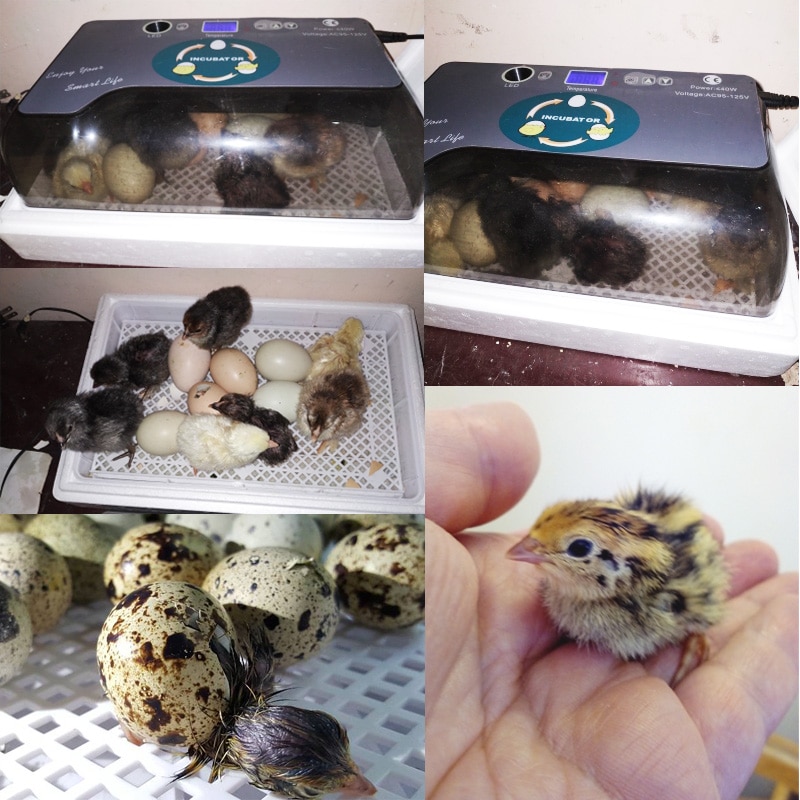 Quail Egg Incubator 12-Egg Capacity