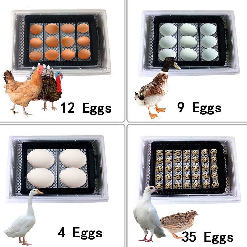 Quail Egg Incubator 12-Egg Capacity