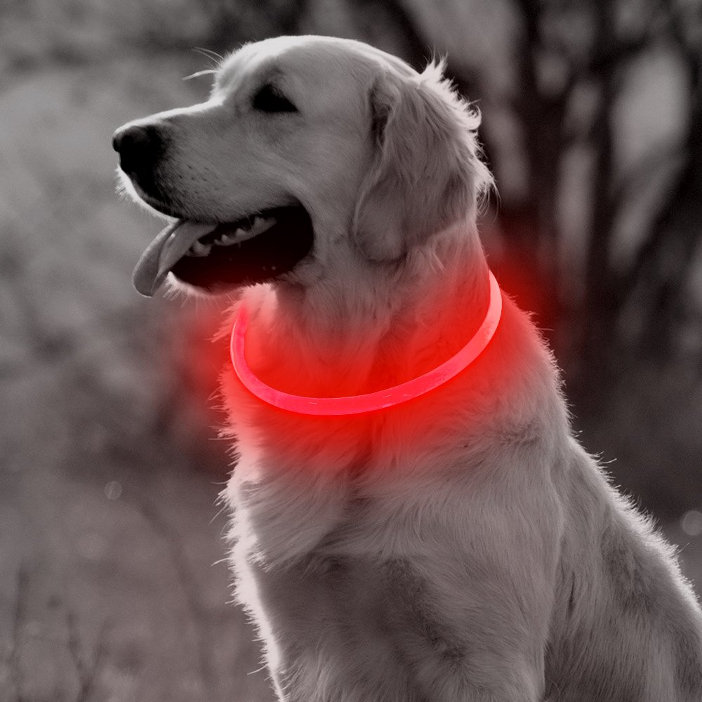 Light Up Dog Collar USB Rechargeable