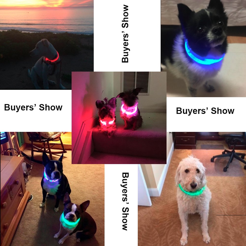 Light Up Dog Collar USB Rechargeable