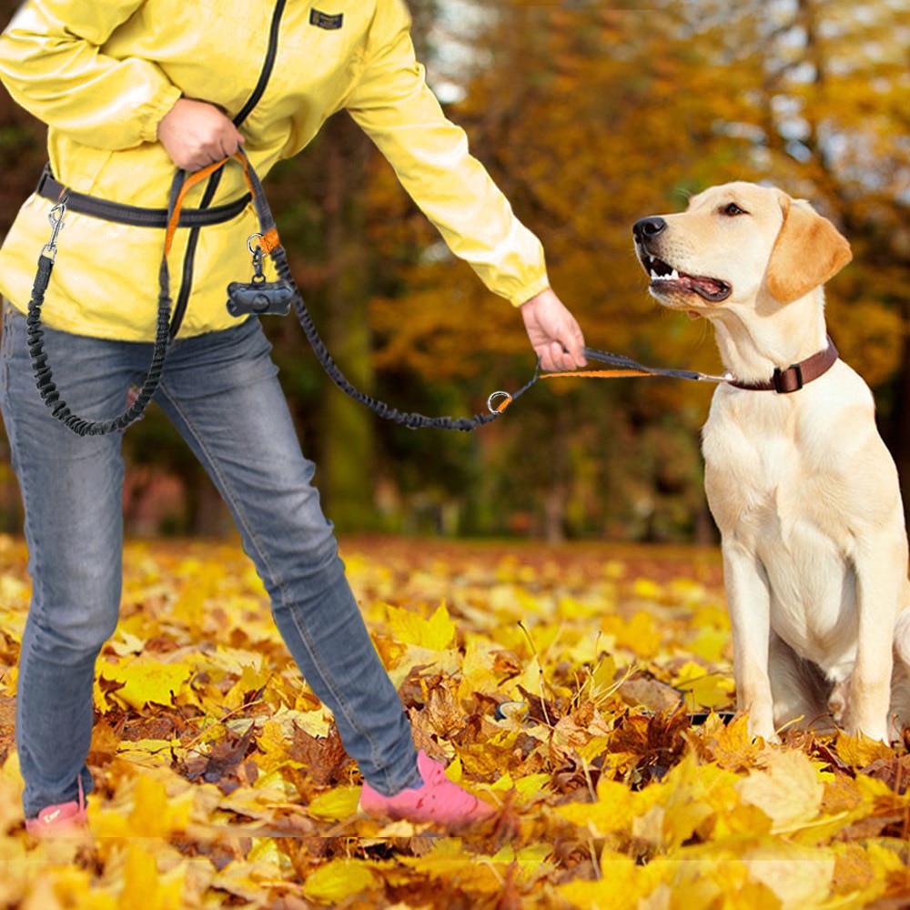 Hands Free Dog Leash Reflective