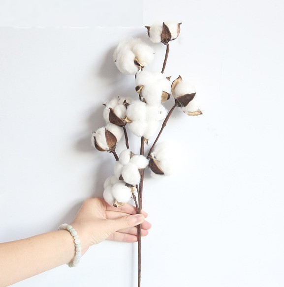Naturally Dried Cotton Stem Home Ornament