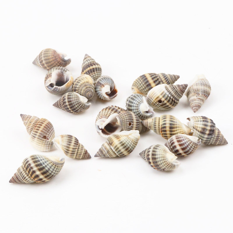 Seashell Decor Natural Spiral Shells