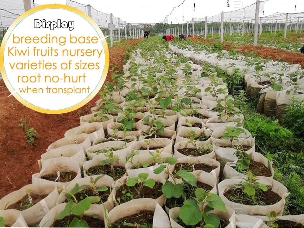 100PC Non-Woven Grow Biodegradable Bags