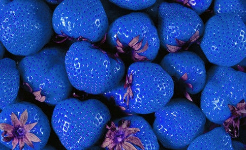 Rare Blue Strawberry Plant (100 PCS)