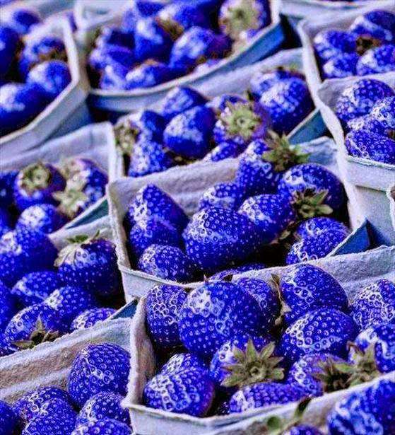 Rare Blue Strawberry Plant (100 PCS)