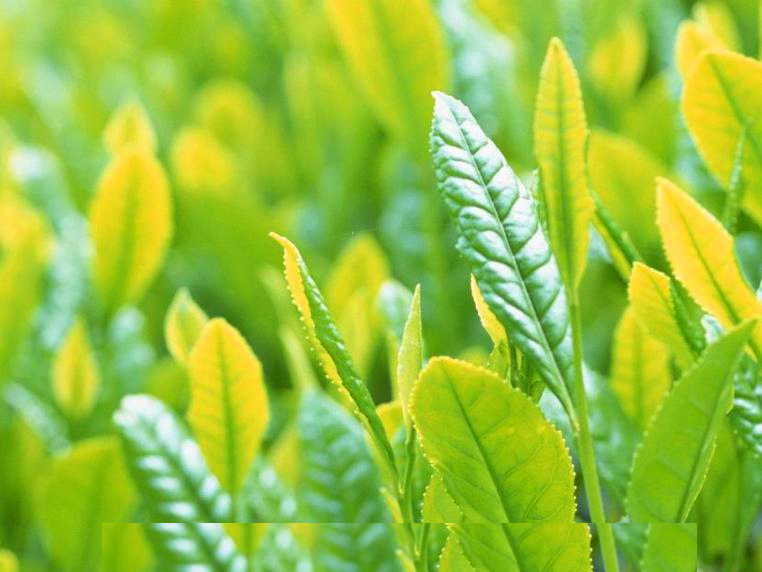 Chinese Green Tea Plant Seeds (5 seeds)