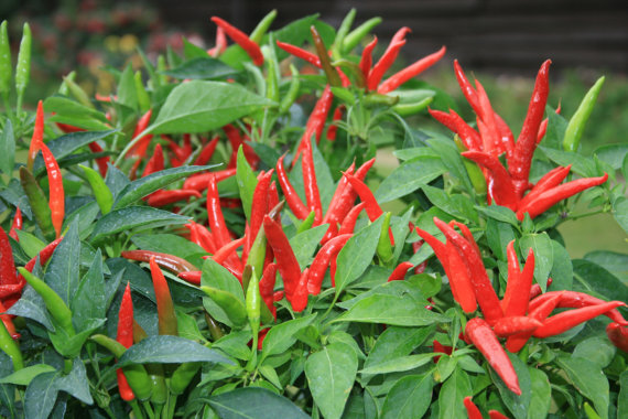 “Hot” Red Chilli Plant Seeds (100 Seeds)