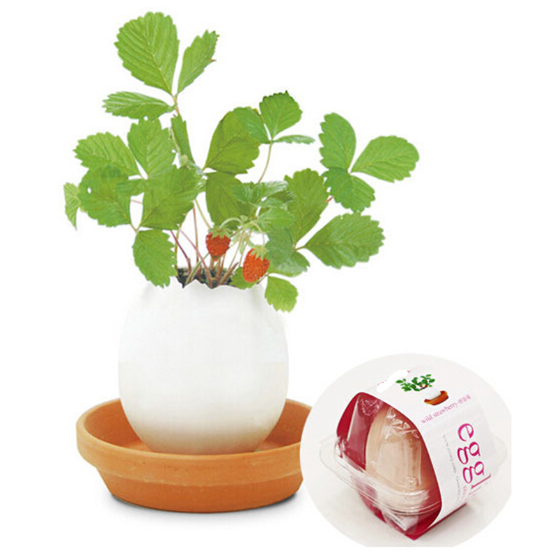 Creative DIY Mini Egg Potted Plant