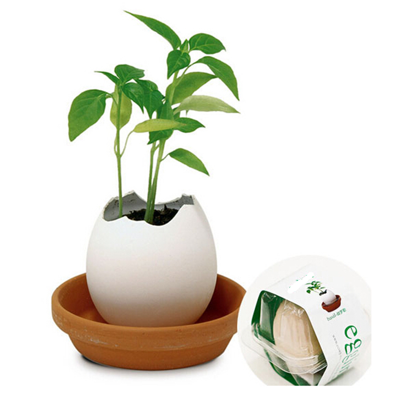 Creative DIY Mini Egg Potted Plant