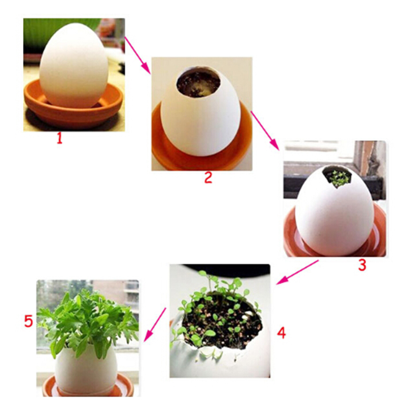 Creative DIY Mini Egg Potted Plant