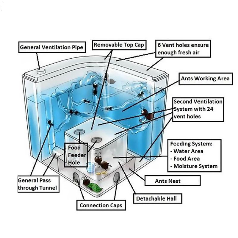 Blue Gel Live Ant Farm