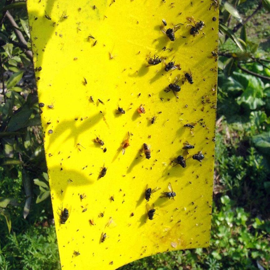 Ant Killer Sticky Board