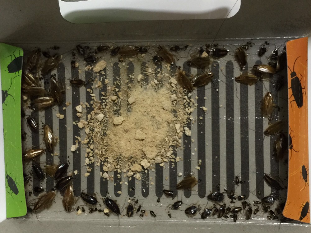 Cockroach Killer Ant Spider Trap (Set of 10)