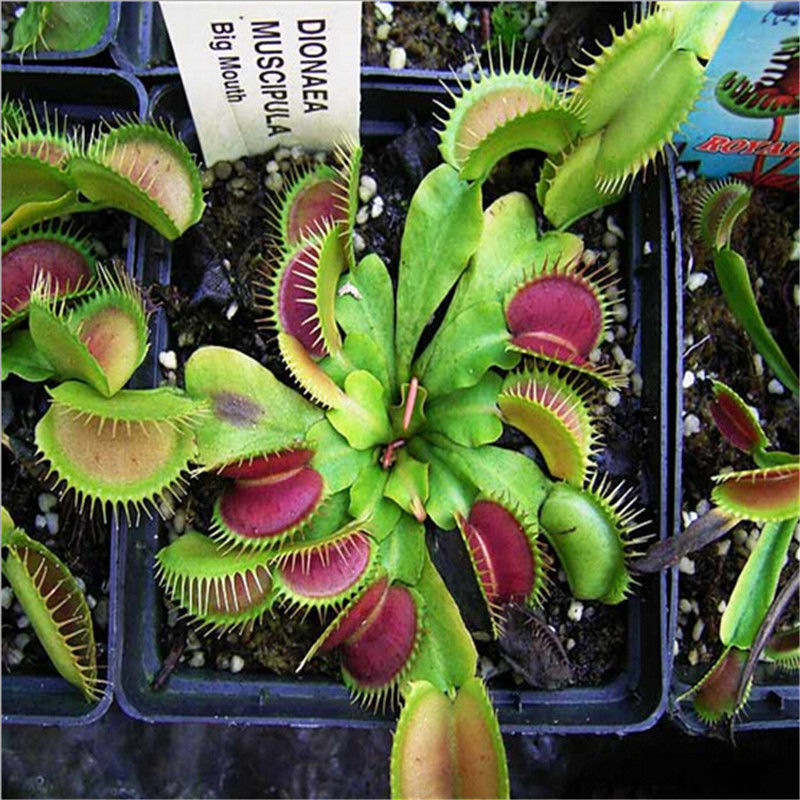 Venus Fly Trap Plant Seeds (40 Seeds)