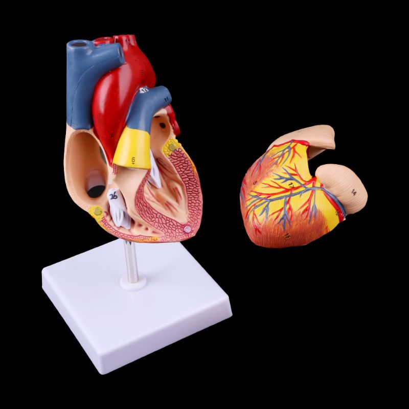 Heart Model Anatomical Organ Prop