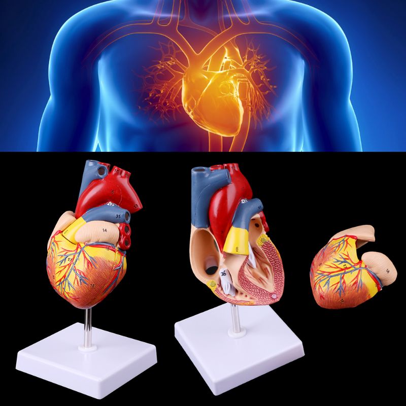 Heart Model Anatomical Organ Prop