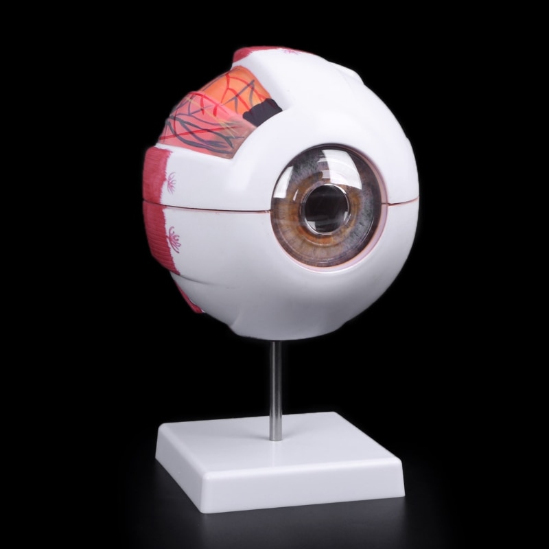 Eye Anatomy Model Medical Demo Tool