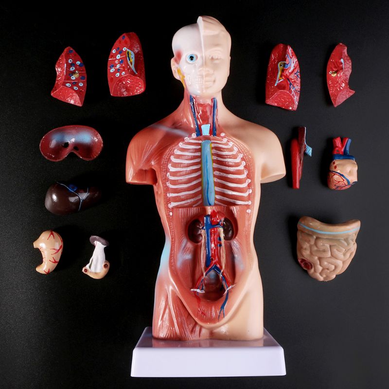 Anatomy Toy Human Torso Model