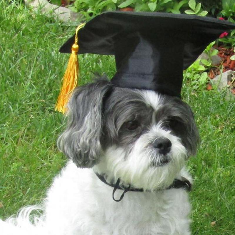 Dog Graduation Cap Pet Costume