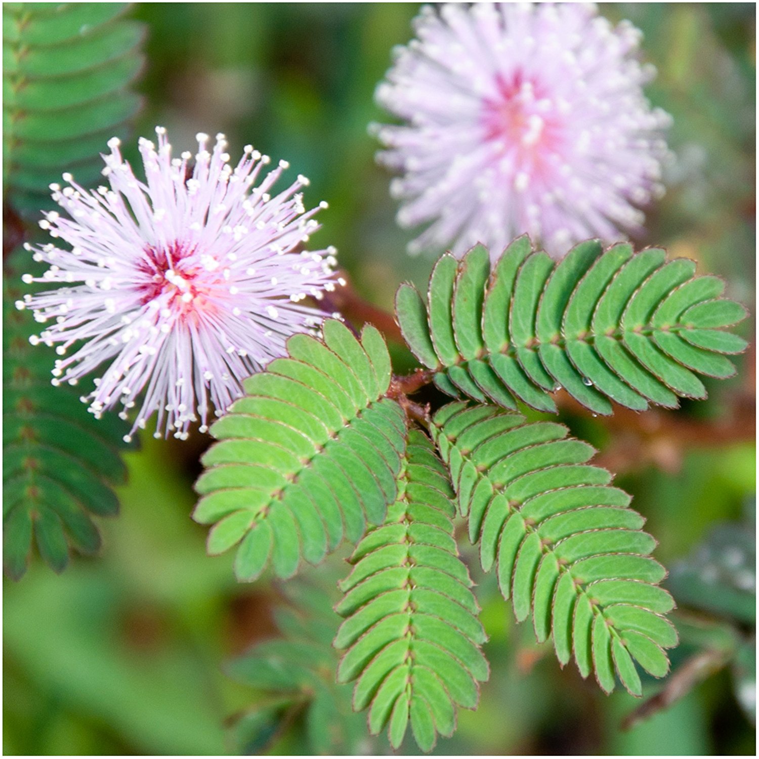Mimosa Pudica Plant Seeds (Pack of 100 Seeds)