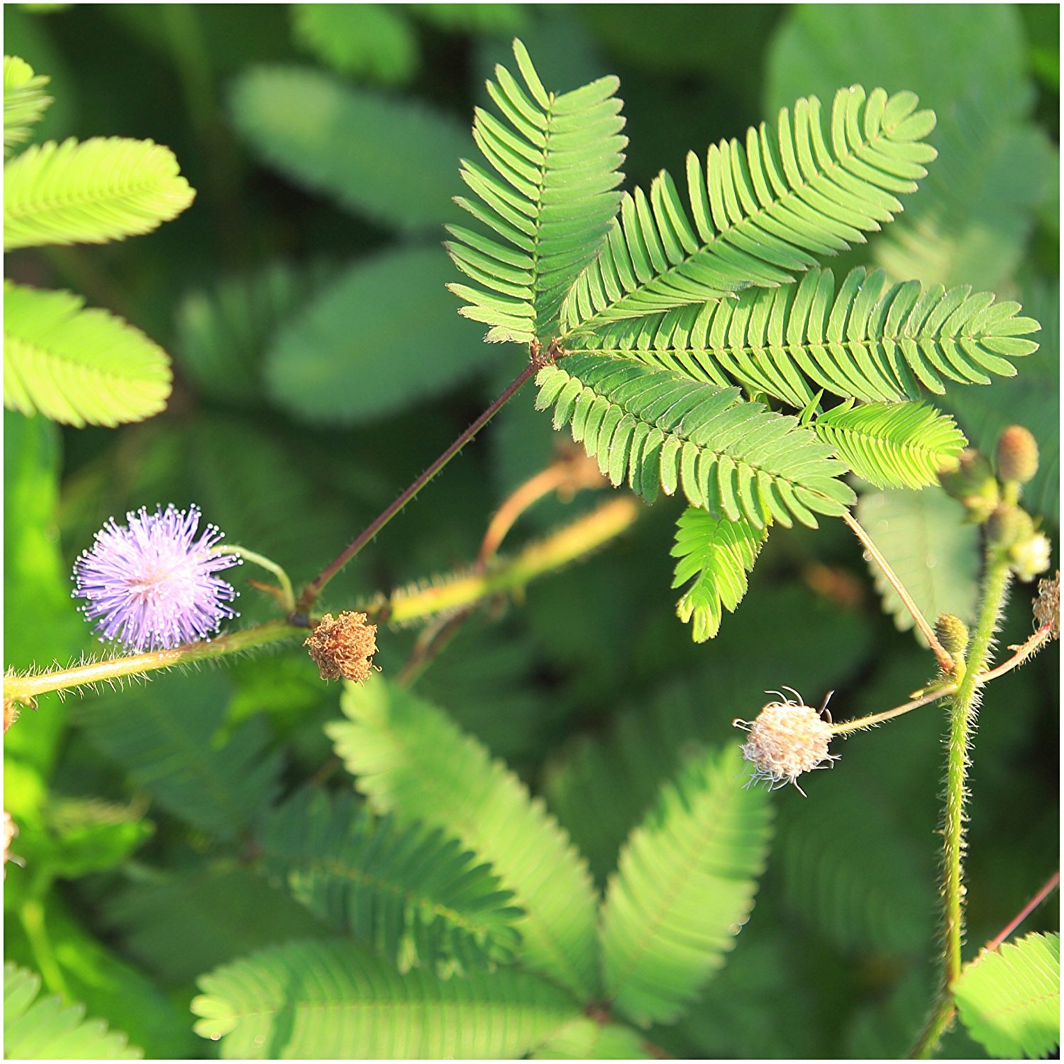 Mimosa Pudica Plant Seeds (Pack of 100 Seeds)