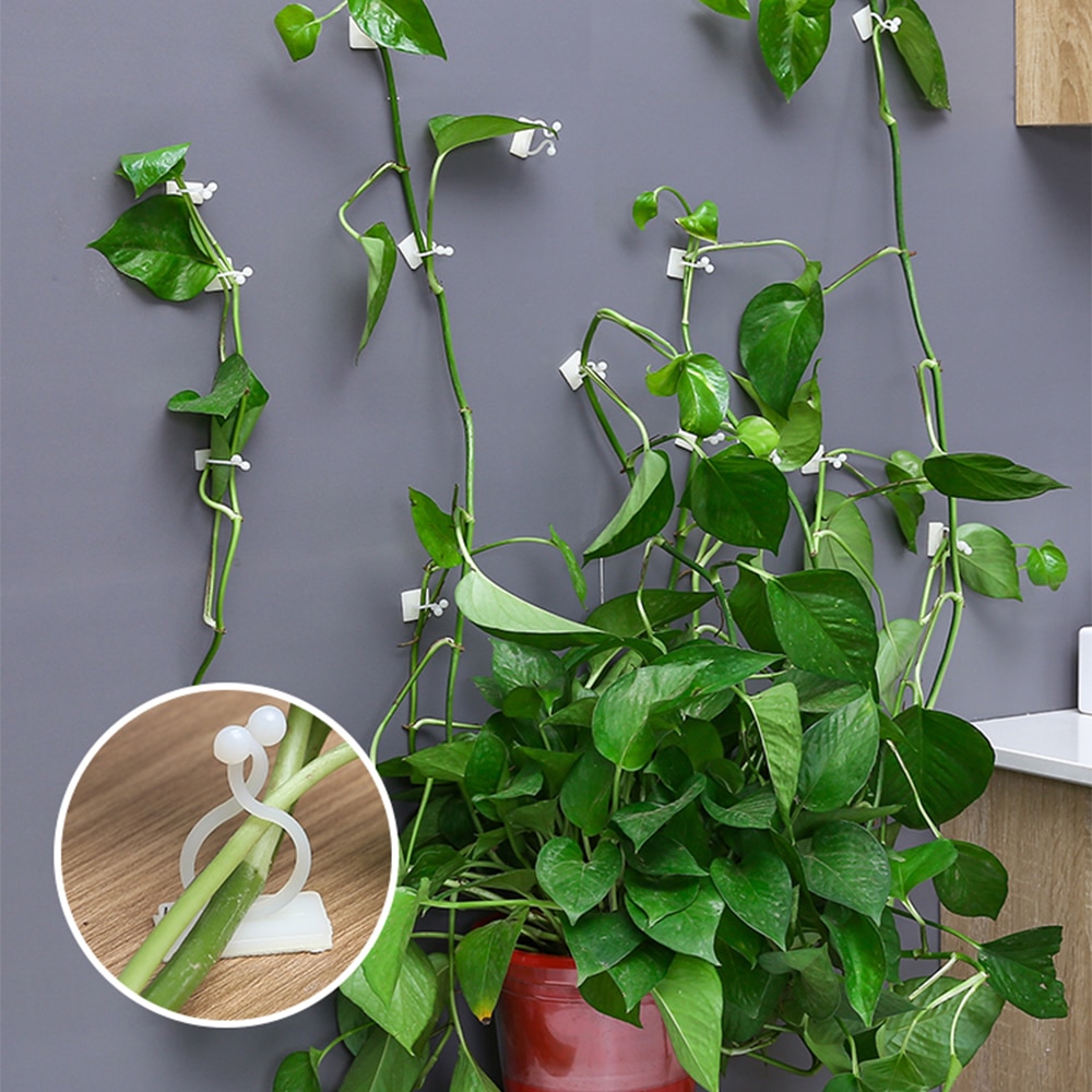 Plant Climbing Wall Fixtures Clips (20 Pcs)