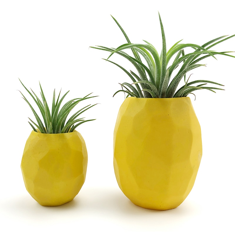 Pineapple Plant Pot