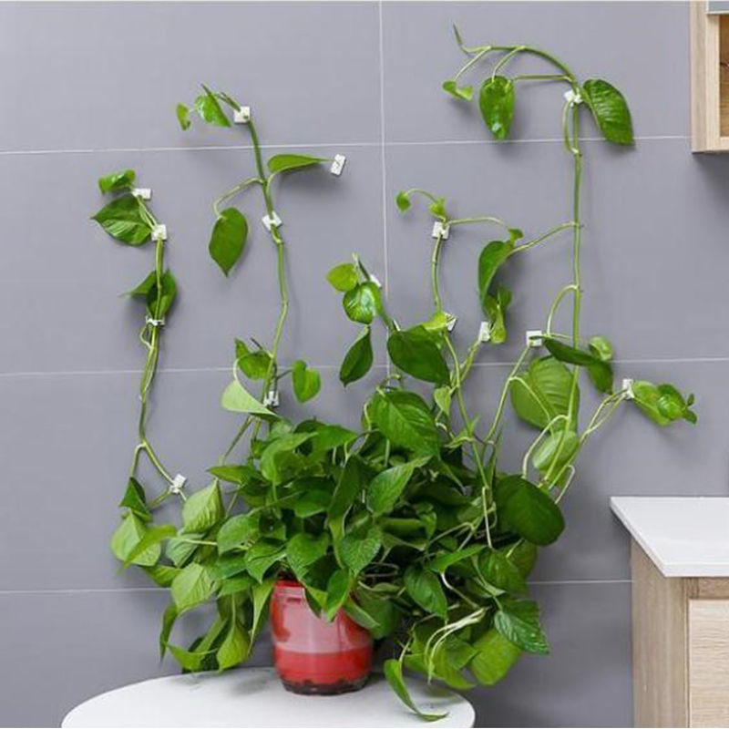 Vine Clips Self Adhesive Wall Hooks