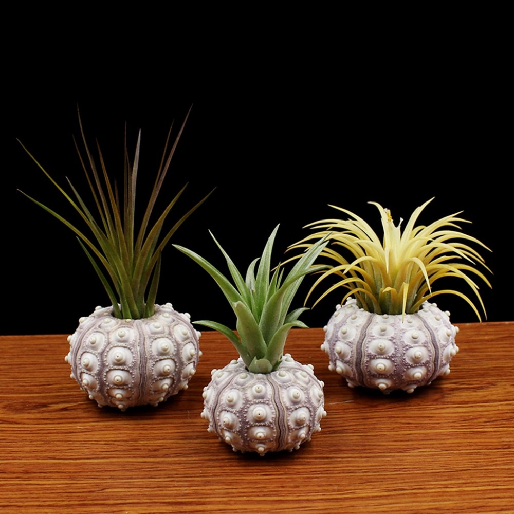 Sea Urchin Shell Air Plant Holder