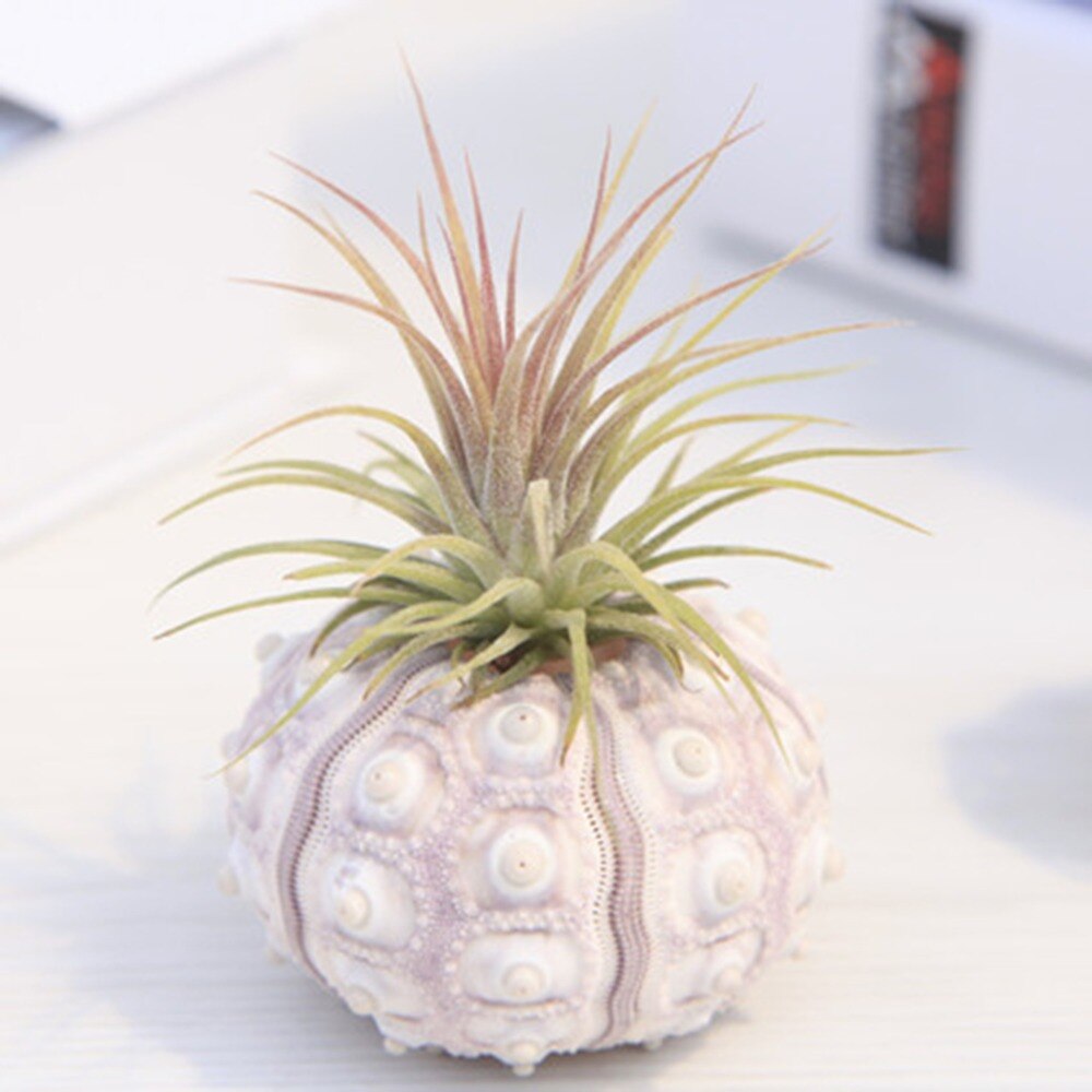 Sea Urchin Shell Air Plant Holder