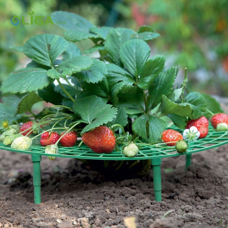 Strawberry Support Plastic Plant Frame