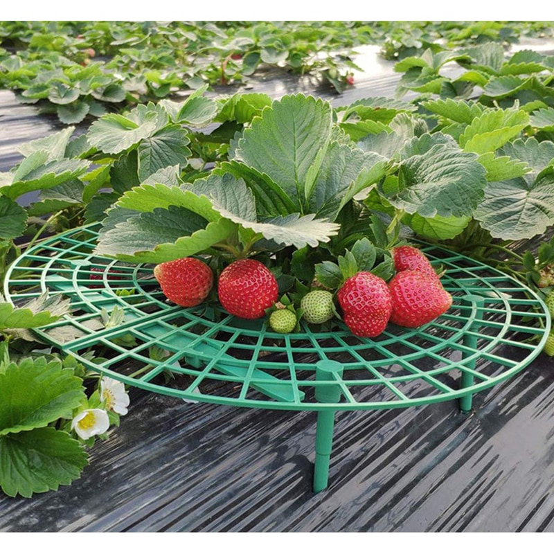Strawberry Support Plastic Plant Frame