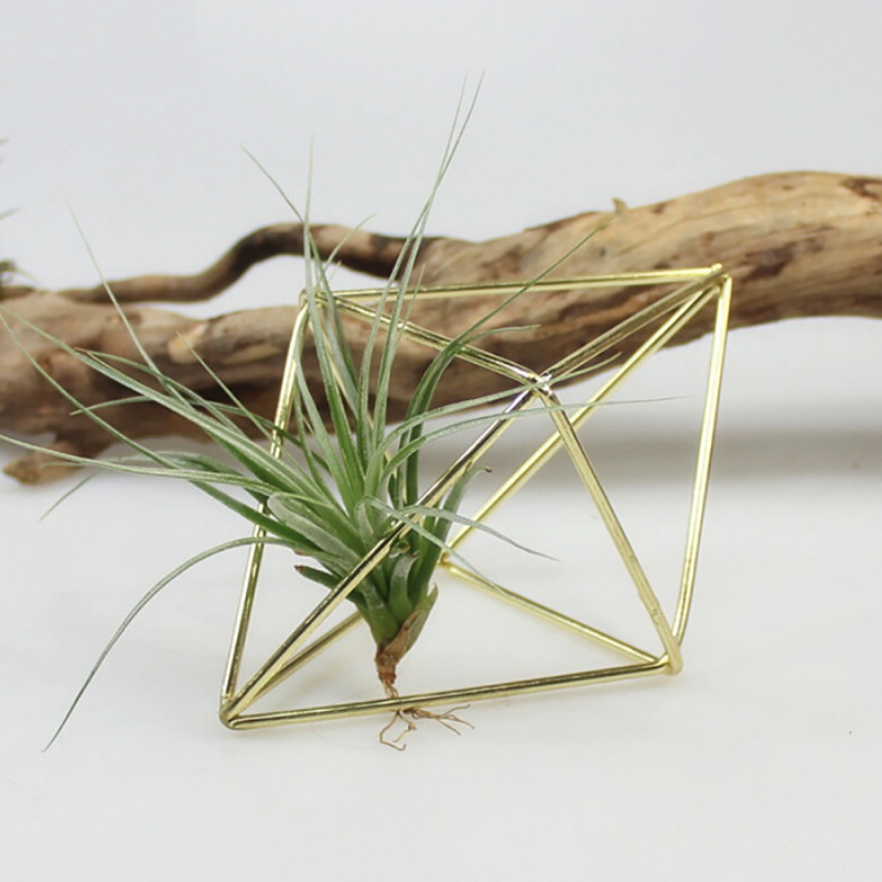 Air Plant Hanger Geometric Holder