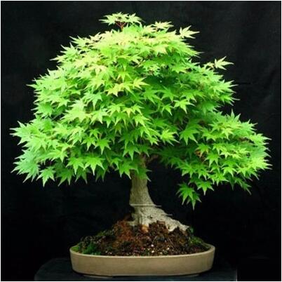 Indoor Bonsai Tree 30pc-Seed Pack