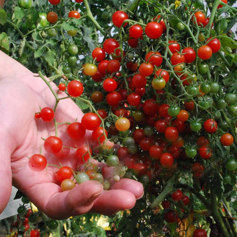 Bonsai Cherry Tomato Seeds (100 Seeds)