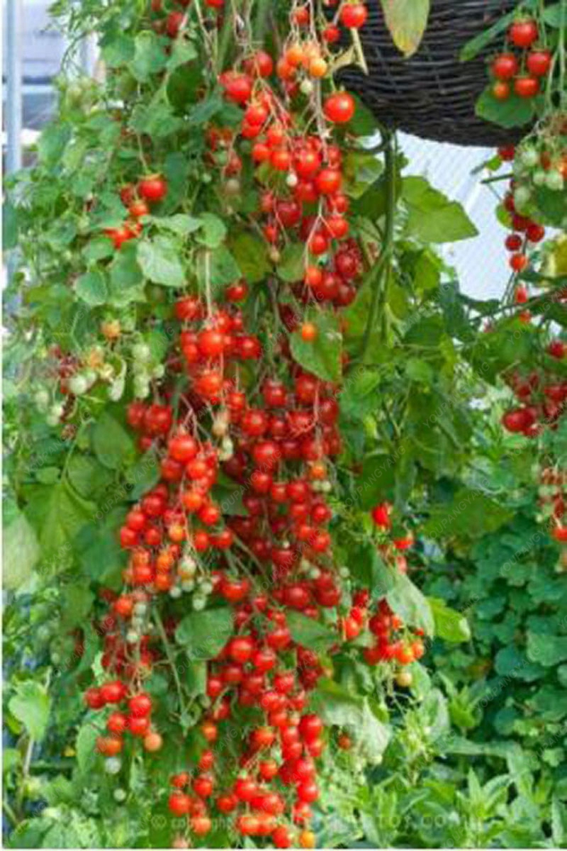 Bonsai Cherry Tomato Seeds (100 Seeds)