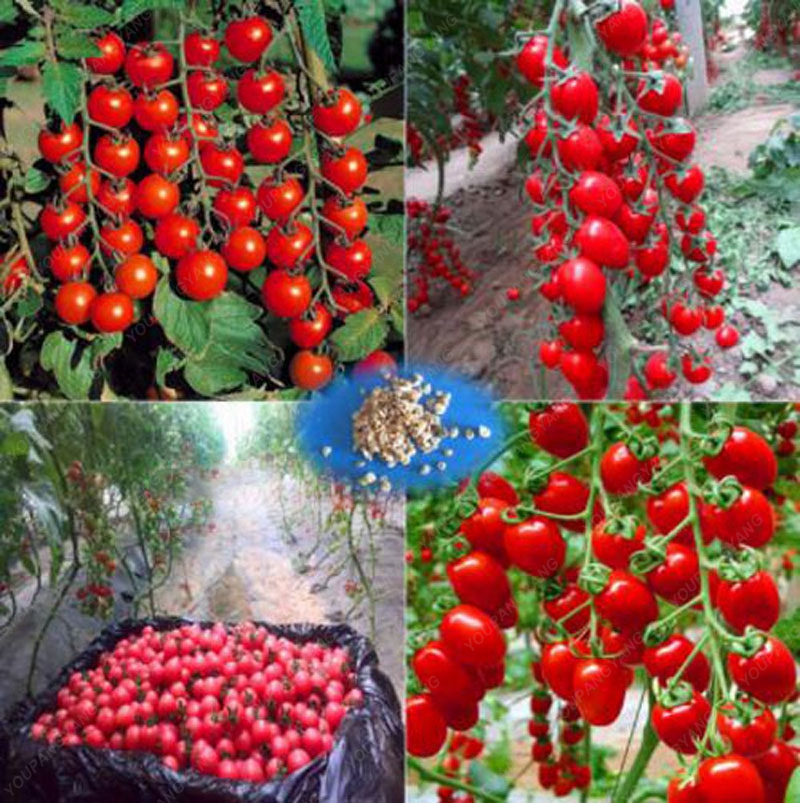 Bonsai Cherry Tomato Seeds (100 Seeds)