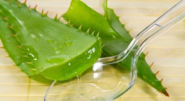 Home Grown Edible Aloe Vera (100 Seeds)