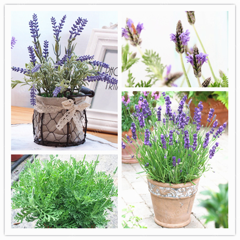 French Lavender Seeds (100 Seeds)