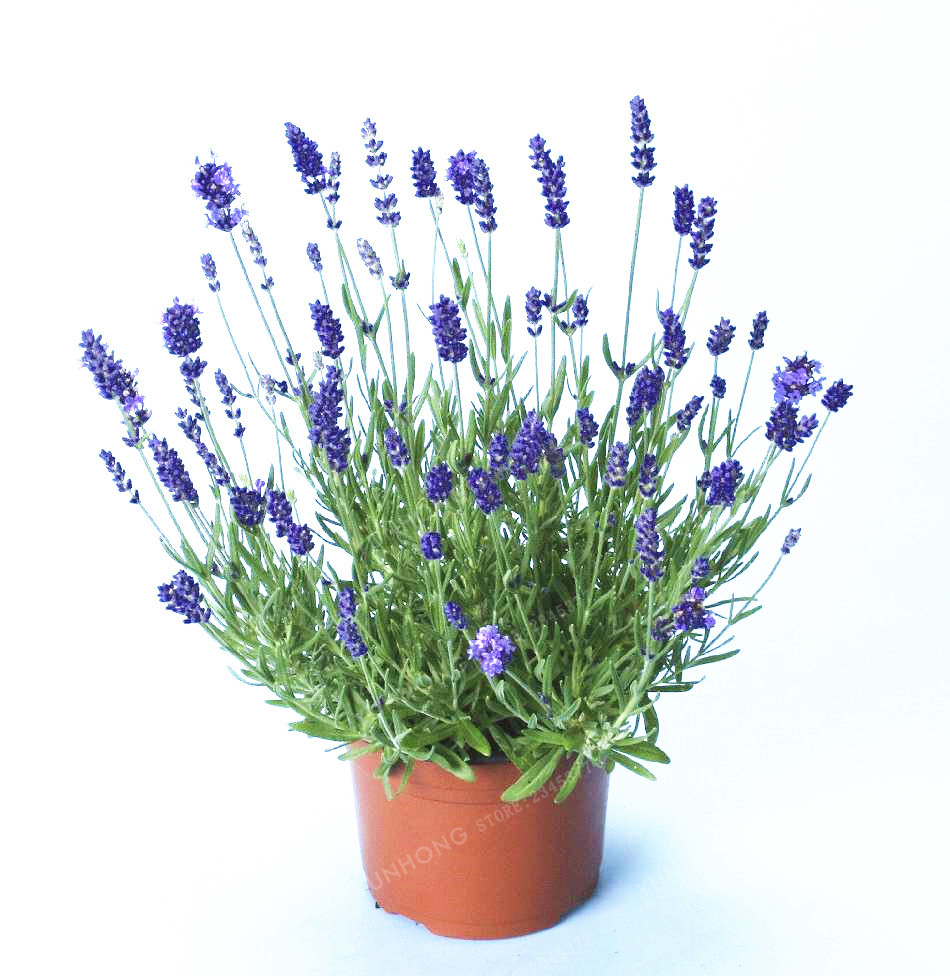 French Lavender Seeds (100 Seeds)