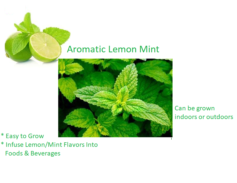 Lemon Mint Seeds (100 seeds)