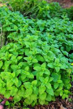 Lemon Mint Seeds (100 seeds)