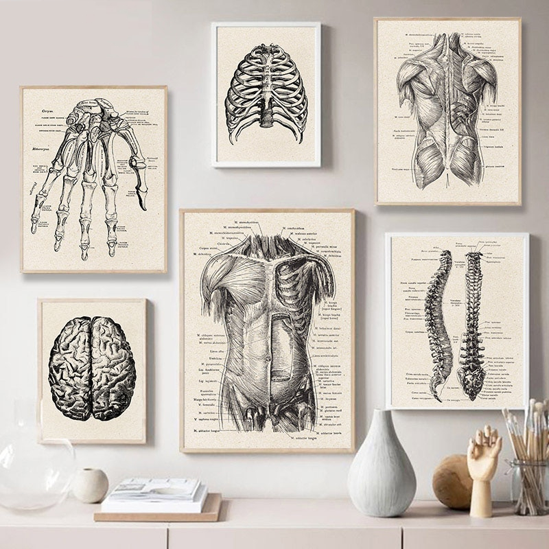 Vintage Anatomy Poster Medical Artwork