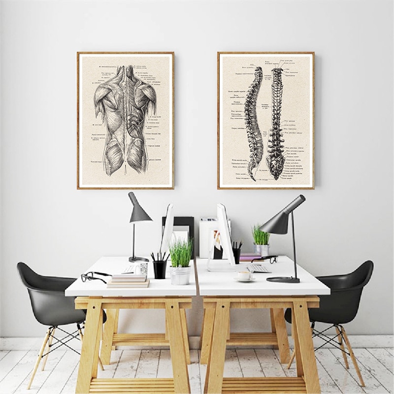 Vintage Anatomy Poster Medical Artwork