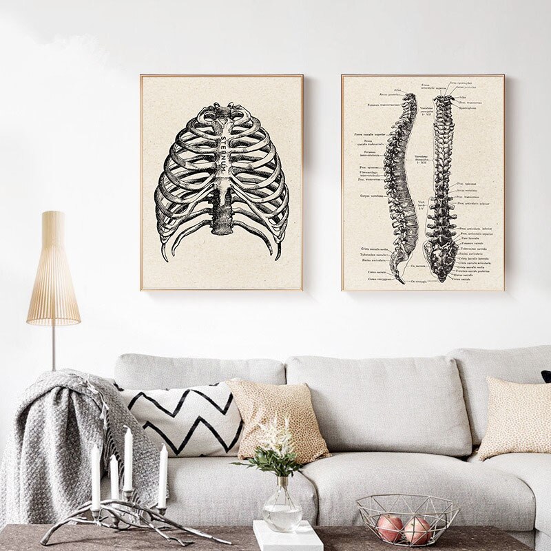 Vintage Anatomy Poster Medical Artwork