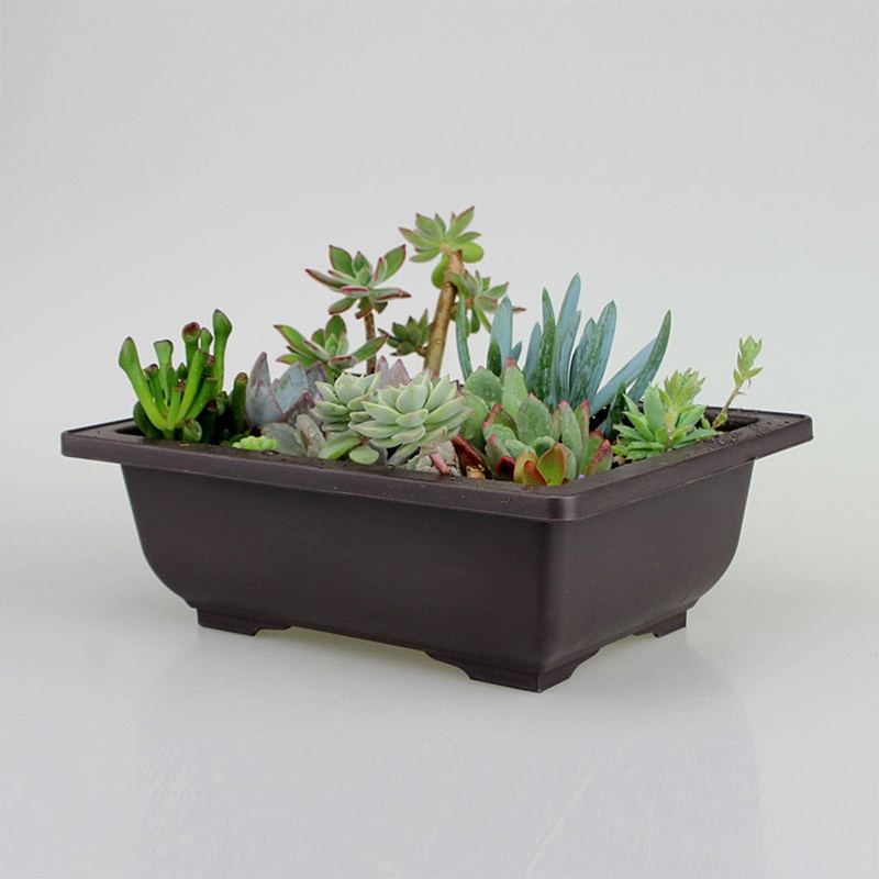 Bonsai Pot Plastic Plant Box