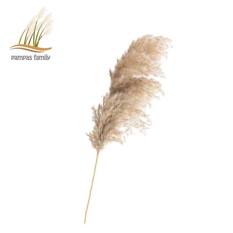 Dried Pampas Grass Decor with Vase