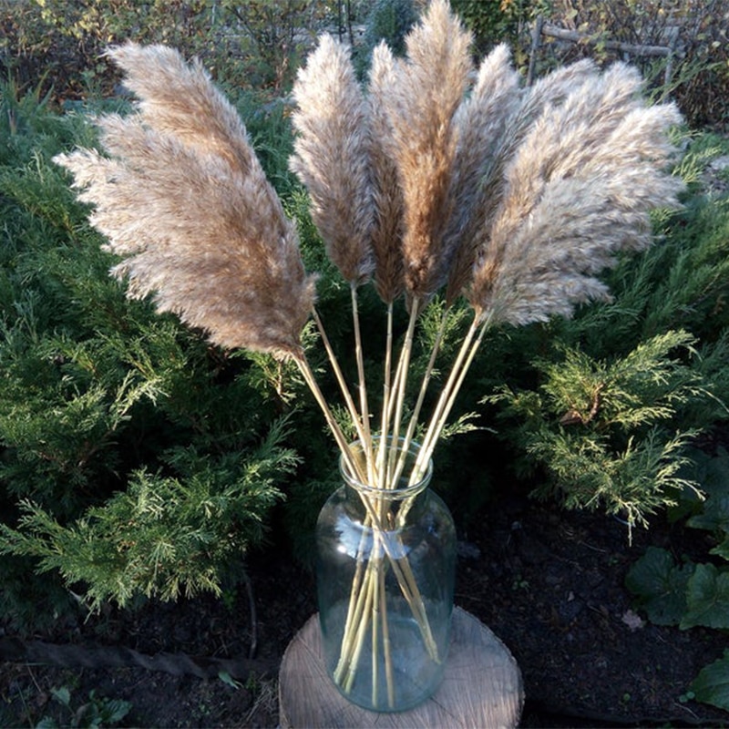 Dried Pampas Grass Rustic Decoration (20 pcs)