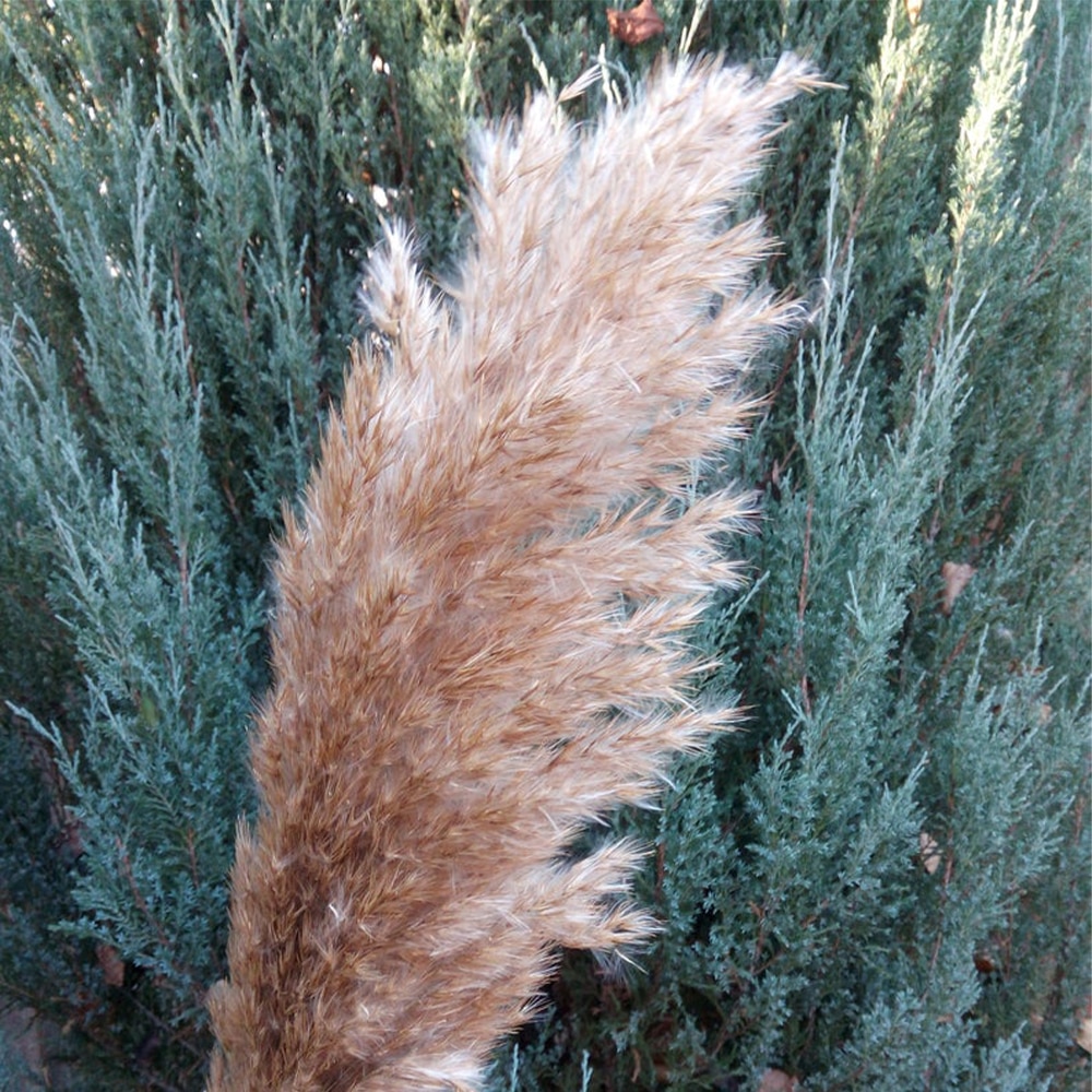 Dried Pampas Grass Rustic Decoration (20 pcs)
